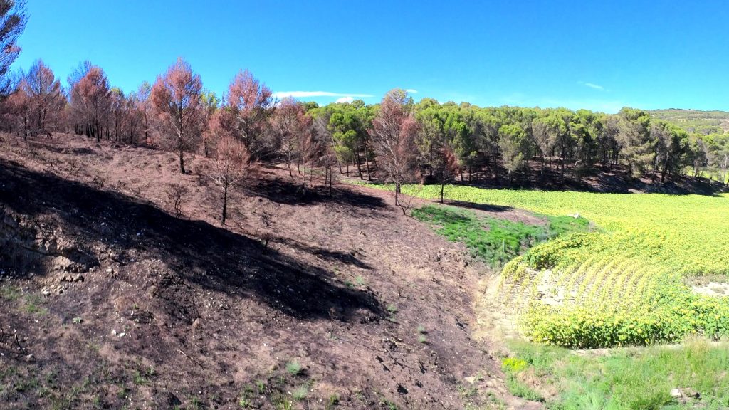 Foto a vista de dron de bosque quemado en Navarra