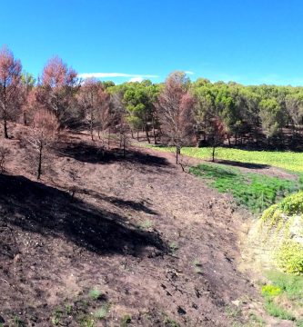 Foto a vista de dron de bosque quemado en Navarra